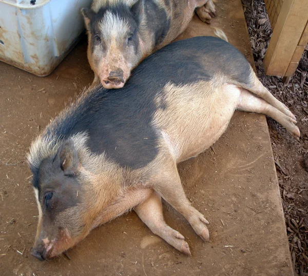Две свиньи из зоопарка лежали друг на друге — стоковое фото