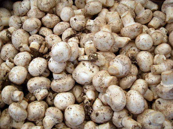 Mercado dos Agricultores Cogumelos — Fotografia de Stock