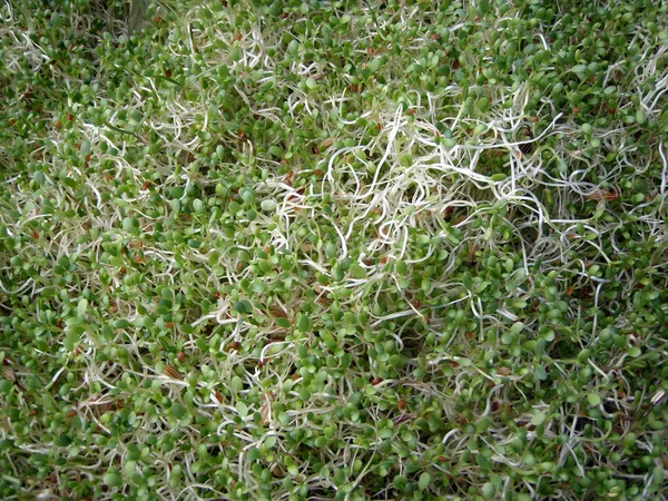 Een stelletje Alfalfa spruiten — Stockfoto
