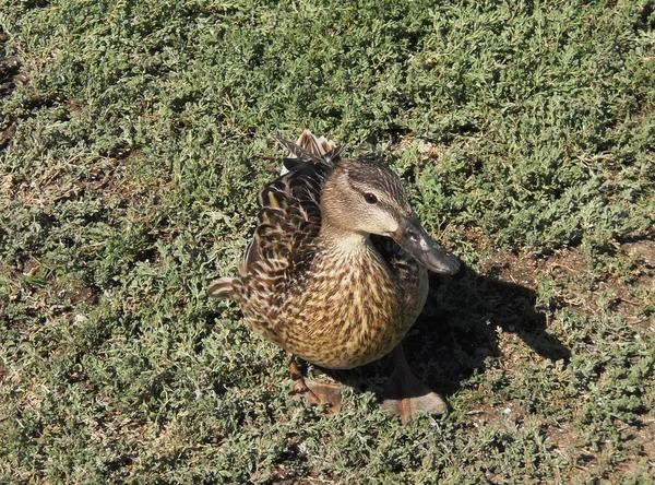 stock image A duck in the Grass