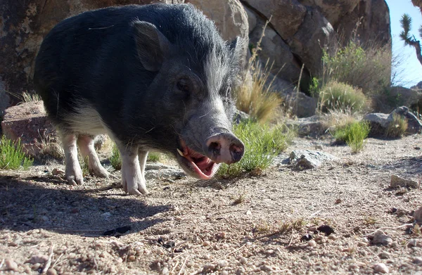 豚のあくび — ストック写真