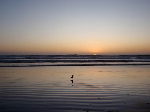 Pájaro parado en el agua durante una puesta de sol — Foto de Stock