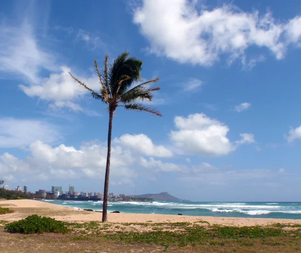 Kokosová palma stojí sám na písečný ostrov beach park v oahu, haw — Stock fotografie