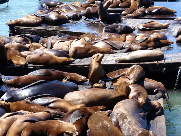 Seals Hangout at Pier 39 — Stock Photo, Image