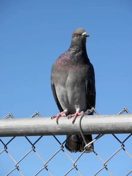 Pombo Olhando em volta enquanto sentado em uma cerca — Fotografia de Stock