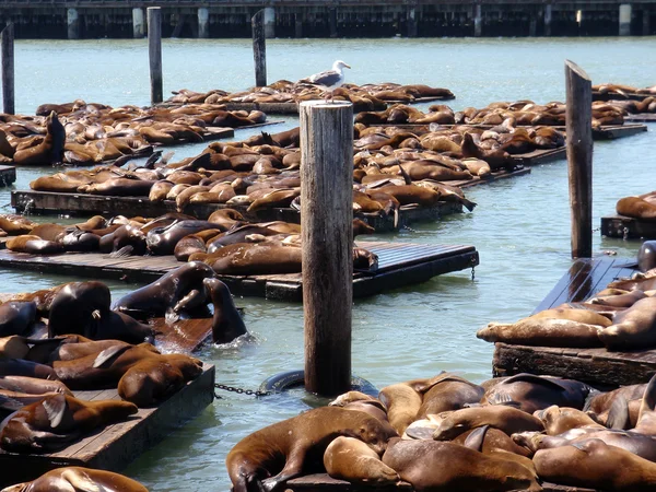 Bird watches over seals at Pier 39 — Stock Photo, Image