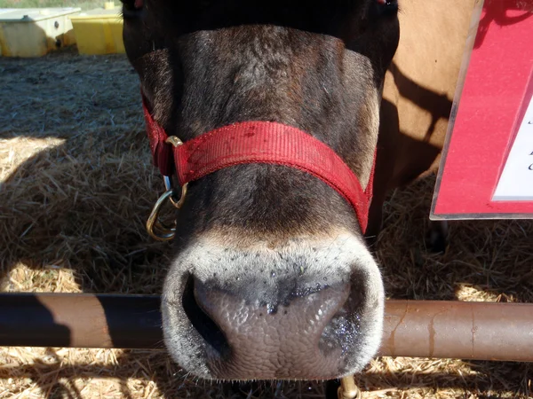 Fechar de um nariz de vaca — Fotografia de Stock