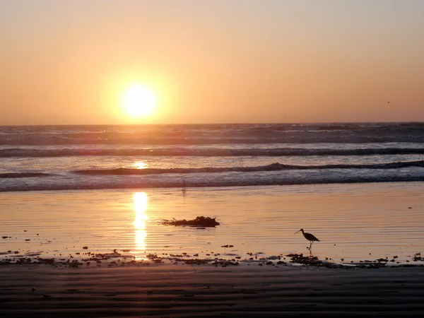 Fågel stå i vatten under en solnedgång — Stockfoto