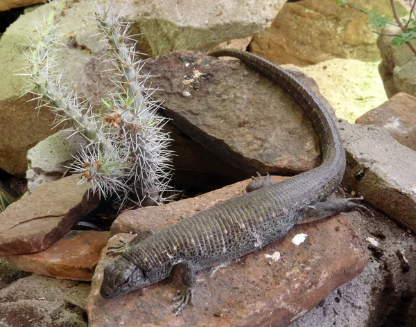 Ящерица с длинным хвостом сидит на скале — стоковое фото