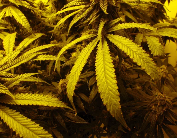 Marihuana-Blätter — Stockfoto
