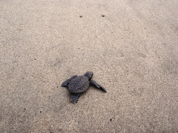 Baby zeeschildpad wandelingen door het zand naar de zee — Stockfoto