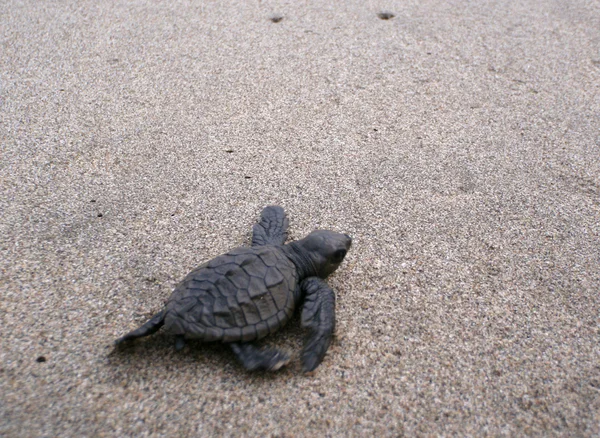 Детеныш морской черепахи проходит через песок к морю — стоковое фото