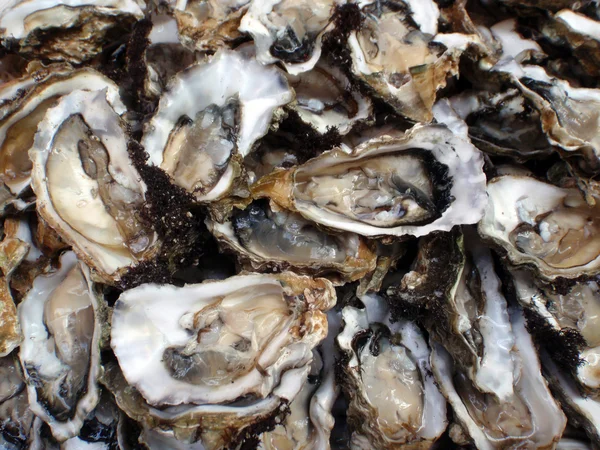 stock image Oysters, half shells, close-up