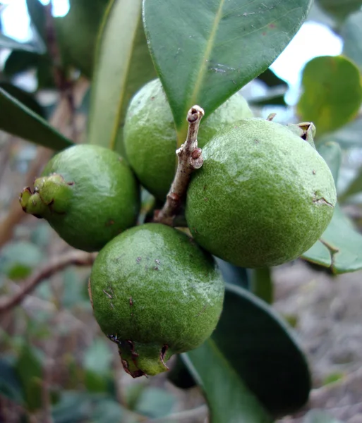 Unrip aardbei guaves — Stockfoto