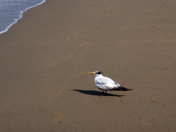 Королевская птица-тёрн тусуется на пляже в Мексике — стоковое фото