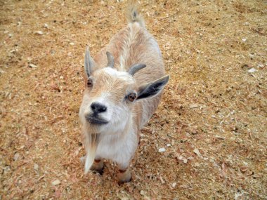 Baby Goat at Petting Zoo clipart