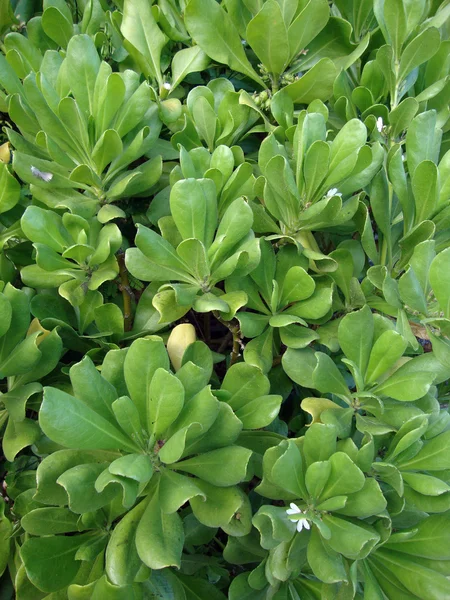 Naupaka Hawaiian Plant — Stock Photo, Image