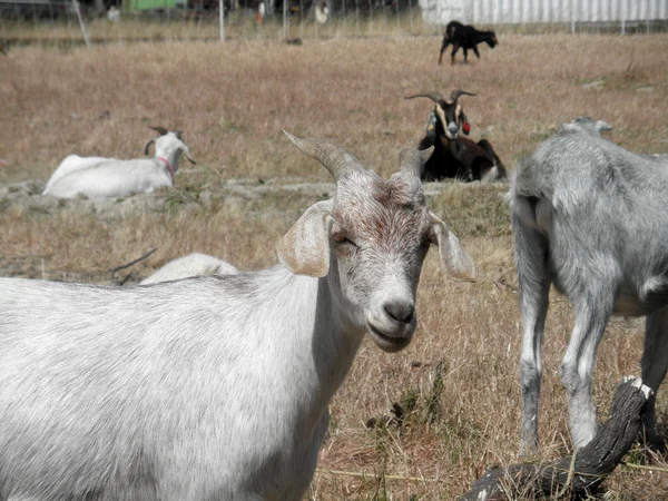 山羊在一片杂草丛生的田野里闲逛 — 图库照片