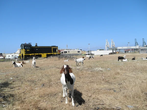 Kozy spędzać czas w polu zarośnięte — Zdjęcie stockowe