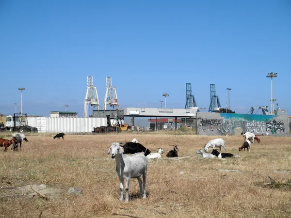 Les chèvres traînent dans un champ envahi — Photo