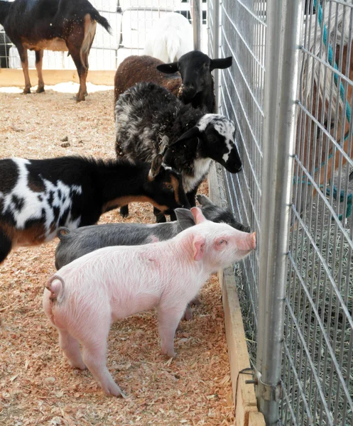 Baby pigs, goats and sheeps ask horses for advice — Stock Photo, Image