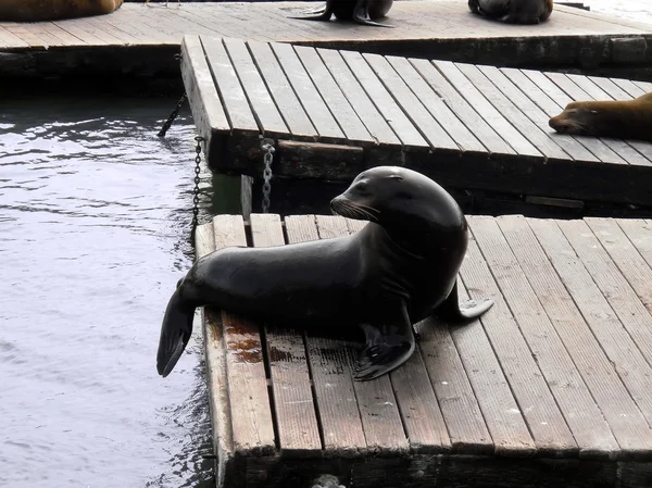 Seal at Pier 39 in Fishermans Wharf turns her head to the left — Stock Photo, Image