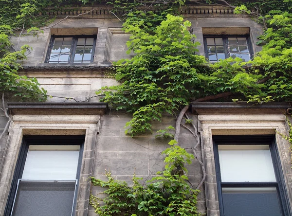 Groene klimop groeien op een flatgebouw — Stockfoto