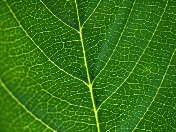 マクロの葉 — ストック写真