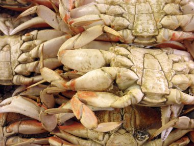 Close up of the underside of San Francisco Dungeness Crabs clipart