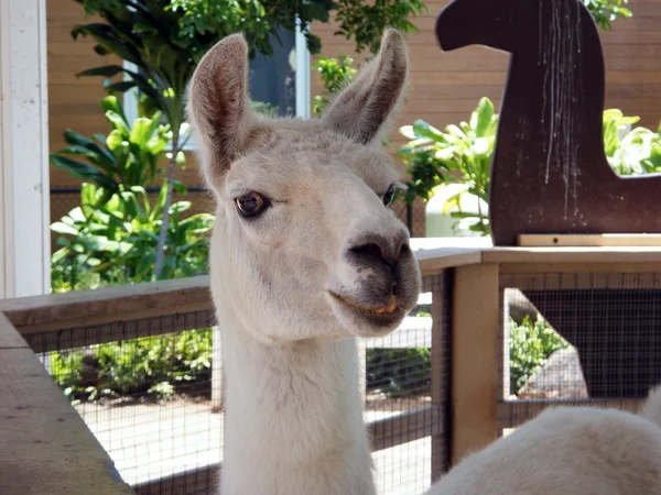 Lama macht lustiges Gesicht im Zoo — Stockfoto