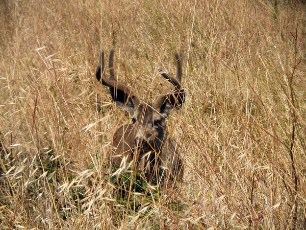 Cervo dalla coda nera si nasconde nel campo erboso secco — Foto Stock