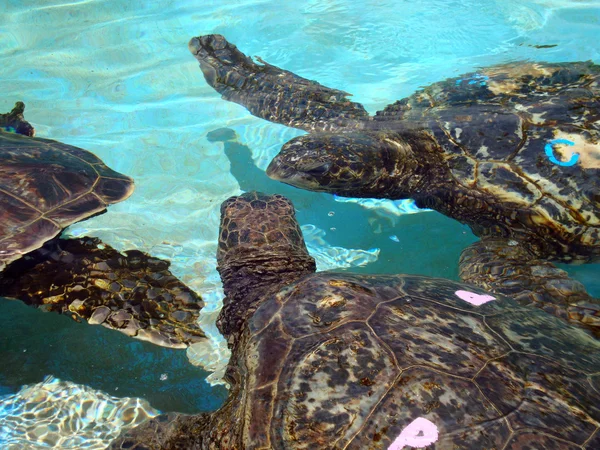 In Gefangenschaft lebende hawaiianische Meeresschildkröten sprechen unter Wasser miteinander — Stockfoto