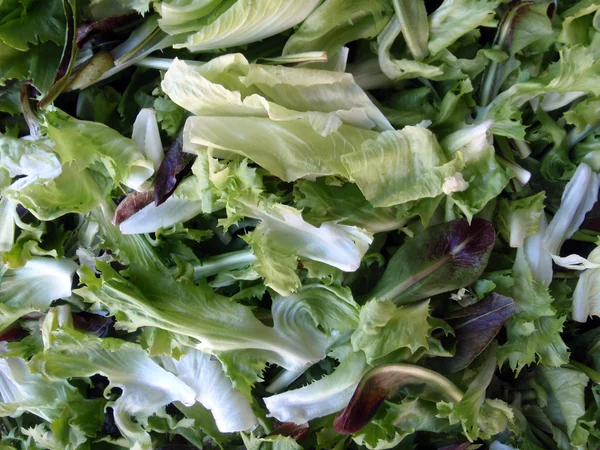 Close up of pile of spring leaf lettuce — Stock Photo, Image