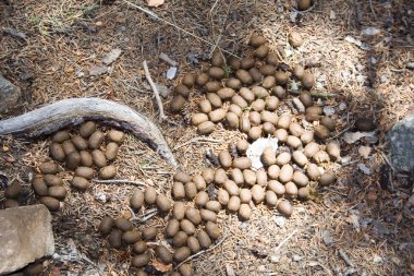 Elk Poop clipart