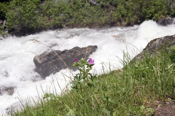 Весенний цветок - Монтана — стоковое фото