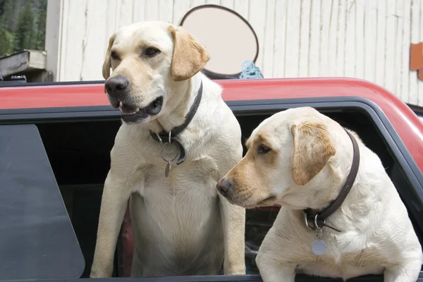 stock image Yellow Labs