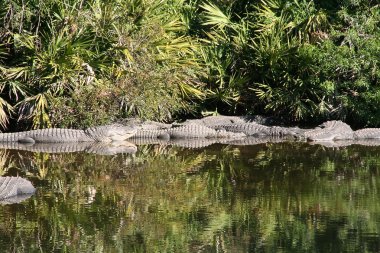 American Alligator clipart