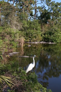 American alligators and Great Egret clipart