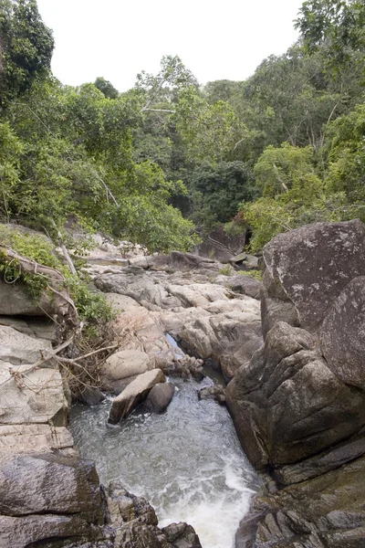 エキゾチックなジャングル - タイ — ストック写真