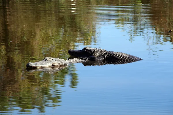 stock image American Alligator