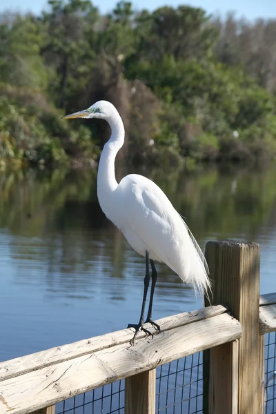 Μεγάλος egret — Φωτογραφία Αρχείου
