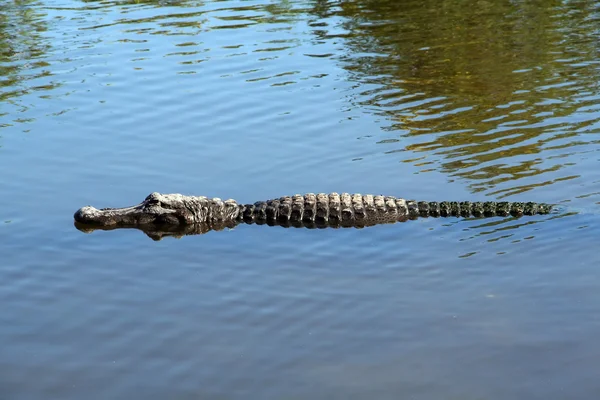 American Alligator — Stock Photo, Image