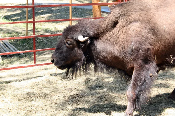 Bison in cattività — Foto Stock