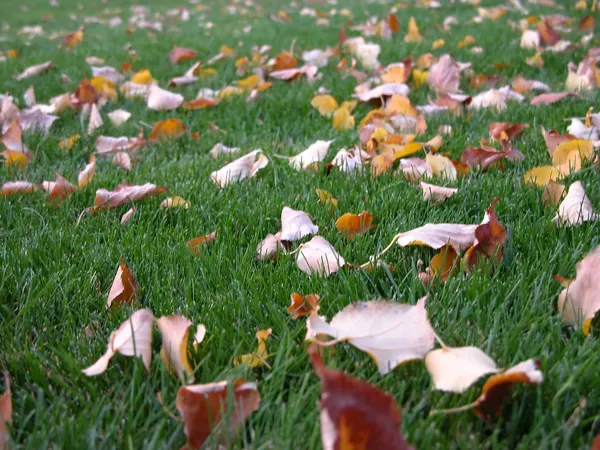Autumn - Leaves on the lawn — Stock Photo, Image