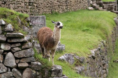 Alpaca at Machu Picchu clipart