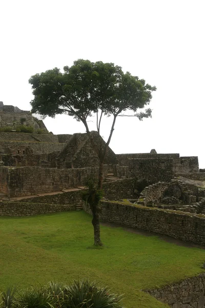 Árvore Inca — Fotografia de Stock