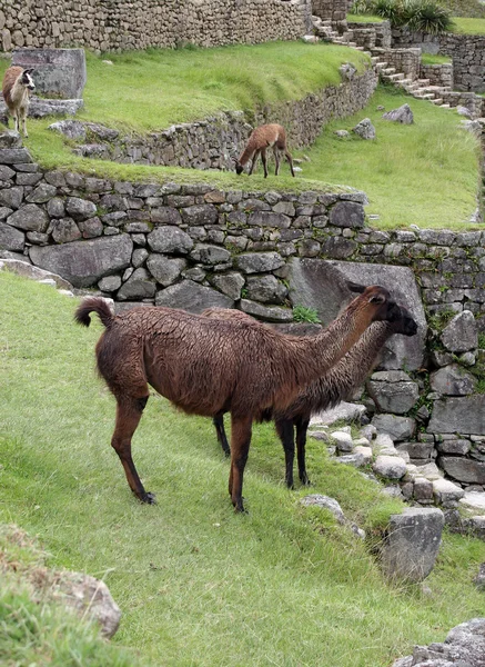 stock image Alpacas at Machu Picchu, Peru