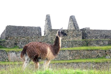 Alpaca at Machu Picchu, Peru clipart