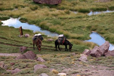 Aconcagua katır