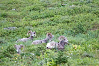 glacier Ulusal Parkı Bighorn koyun